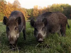 Due esemplari di cinghiale