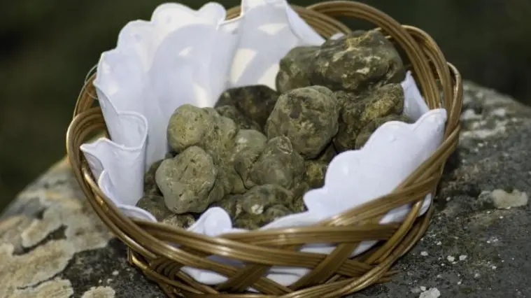 Un cestino di tartufi (istra.hr)