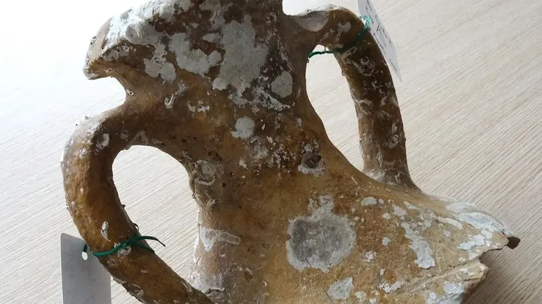 MUSEO DEL MARE - GRADO 2 - COLLO ANFORA GRECO-ITALICA