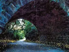 L’arrivo delle lucciole nel sottopasso. Foto Stefano Marsi pubblicata sul gruppo Misteri&Meraviglie del Carso