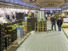 Silvano Trieste 16/01/2013 Mercato Ortofrutticolo