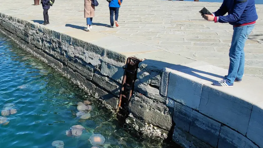 Lasorte Trieste 08/04/21 - Meduse