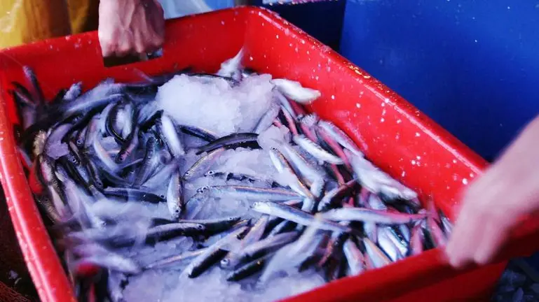 sterle trieste racconto di pesca