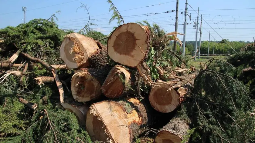 Bumbaca Gorizia 07.08.2015 Fogliano alberi tagliati ferrovia Fotografia di Pierluigi Bumbaca