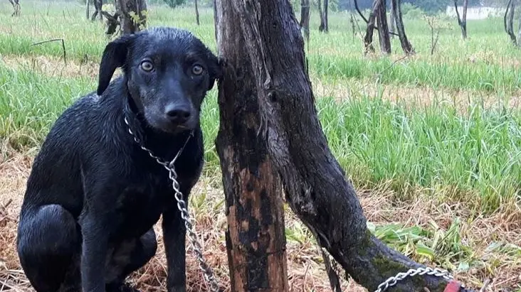 La cagnolina abbandonata a Mossa (Foto di Stefano Bizzi)