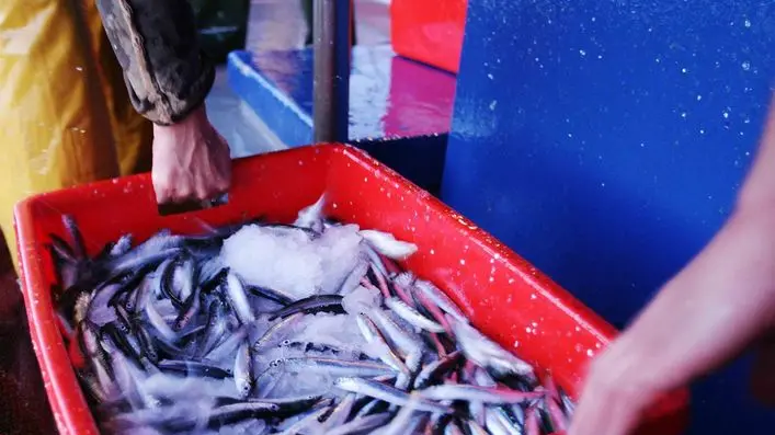 sterle trieste racconto di pesca