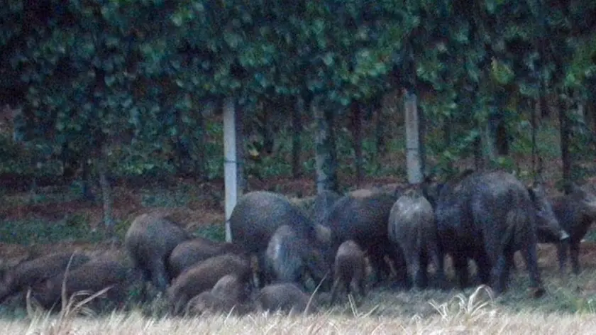 MALAGOLI.CINGHIALI ABITAZIONE BORGATO TORREGLIA