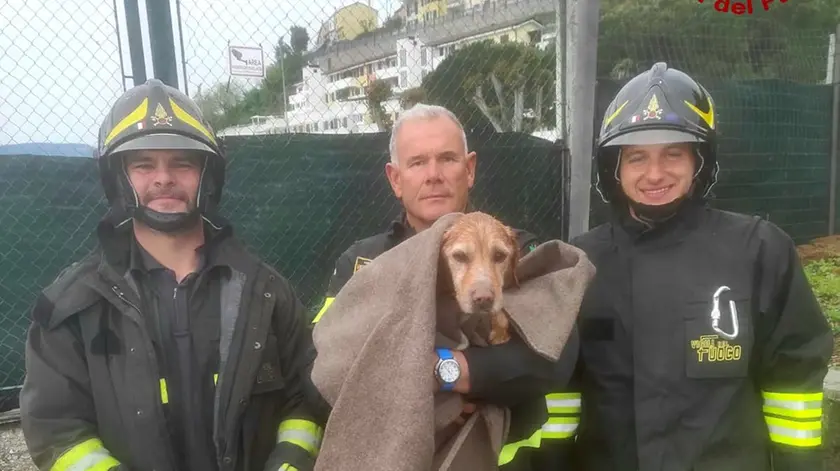 Il cagnolone tratto in salvo dai pompieri di Muggia