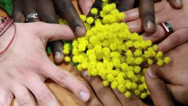 La mimosa, simbolo dell'8 marzo