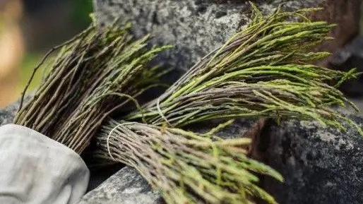 05 Apr 2012 --- Wild Asparagus --- Image by © Romulic-Stojcic/Horizontal/Lumi Images/Corbis