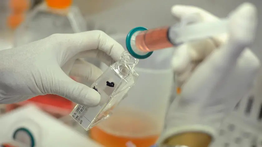 Un medico del laboratorio 'Genoma' di Roma durante lo studio del Dna per l'identificazione dell'eventuale presenza di malattie genetiche o di alterazioni cromosomiche, 28 agosto 2012. La Corte europea dei diritti umani ha bocciato la legge 40 per quanto riguarda l'impossibilita' per una coppia fertile ma portatrice sana di fibrosi cistica di accedere alla diagnosi preimpianto degli embrioni. ANSA/ETTORE FERRARI