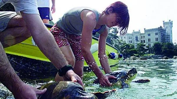sterle trieste restituita la libertà a due tartarughe- parco marino di miramare