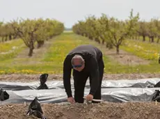 Agricoltori al lavoro in un campo di Fossalon. La frazione vuole staccarsi dall’Isola e andare con Fiumicello