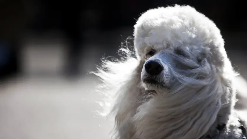 Un cane barboncino in una foto d'archivio. Foto Epa