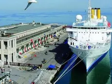 sterle trieste l'arrivo della costa marina