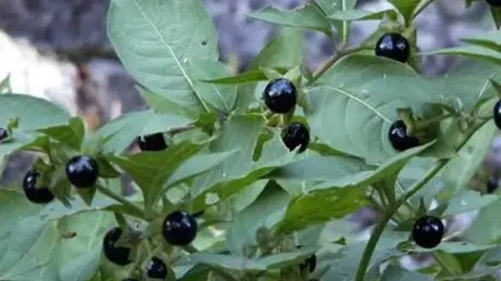 La belladonna è una pianta della famiglia delle Solanaceae: all'aspetto le sue bacche sono simili ai mirtilli, ma velenose per l'uomo
