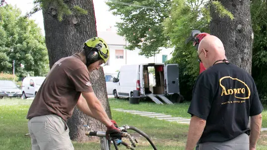 Bonaventura Monfalcone-30.06.2020 Cura alberi-Pieris-foto di Katia Bonaventura