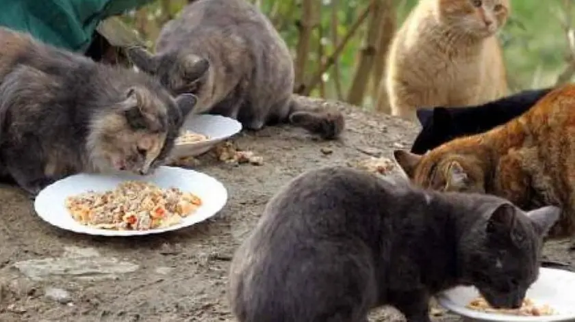 Gatti accuditi in una colonia felina
