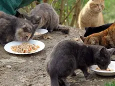 Gatti accuditi in una colonia felina