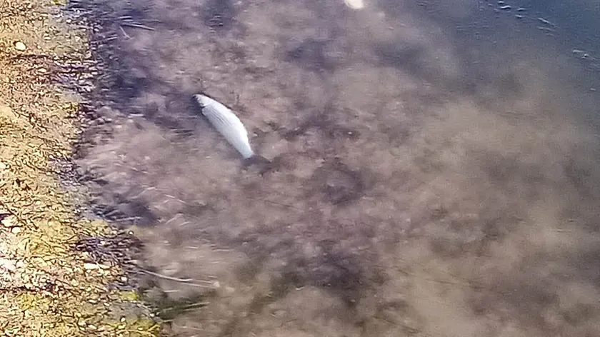 Il pesce morente soffocato dalla lastra di ghiaccio