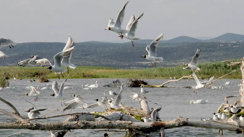 Bonaventura Monfalcone-06.04.2017 Visita alla Foce dell'Isonzo-Isola della cona-Staranzano-foto di Katia Bonaventura