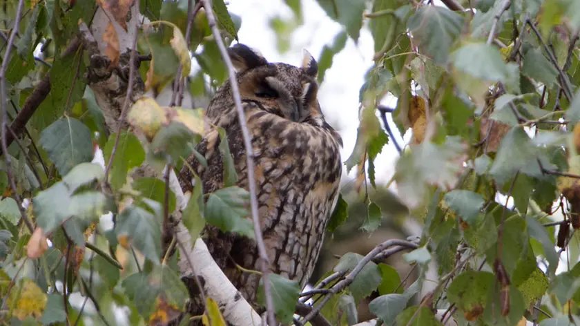 Bonaventura Monfalcone-13.11.2018 Gufi a Turriaco-foto di Katia Bonaventura