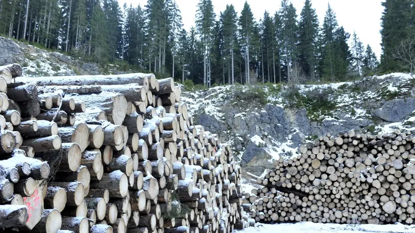 Tronchi tagliati nel bosco di Pokijika