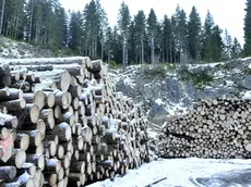 Tronchi tagliati nel bosco di Pokijika