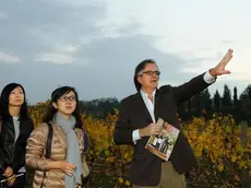 Roberto Felluga passeggia tra i vigneti dell'azienda vitivinicola Marco Felluga con le giornaliste dell'edizione cinese di Revue du Vin de France a Gradisca d'Isonzo (GO), 29 ottobre 2013. Ansa/Cosimo Attanasio