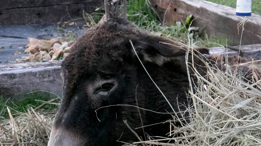 L'asinella Bora picchiata brutalmente da ignoti. Foto Bonaventura