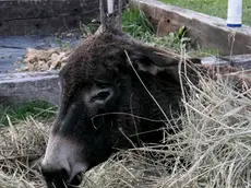 L'asinella Bora picchiata brutalmente da ignoti. Foto Bonaventura