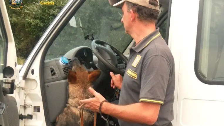 Caboto il cane fiuta denaro