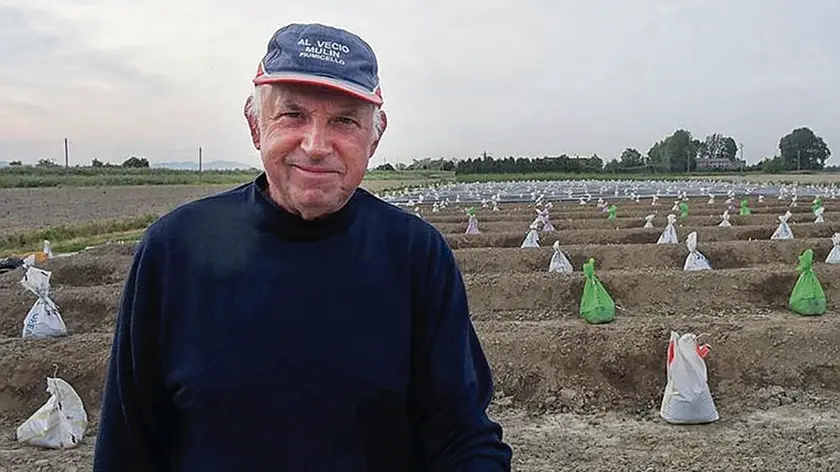 Dino Lubiana in mezzo alle coltivazioni di asparagi ha iniziato da giorni la raccolta a Fossalon