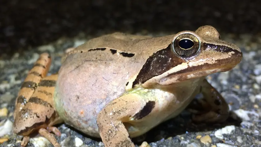 Un esemplare di rana dalmatina