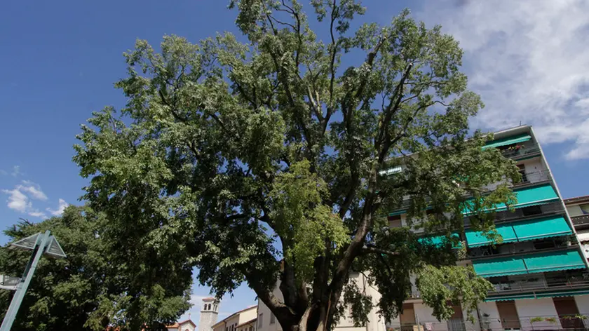 Il maestoso albero simbolo di Staranzano