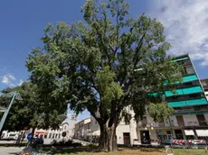 Il maestoso albero simbolo di Staranzano