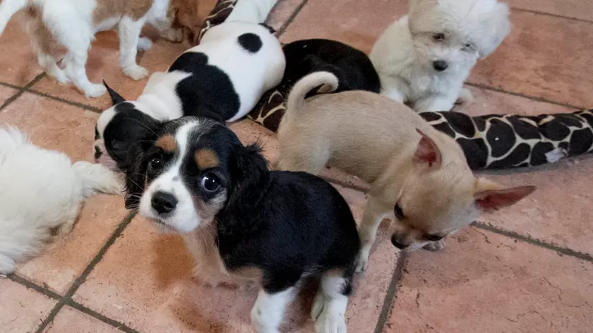 Alcuni dei cuccioli di cane salvati e ora ricoverati a San Canzian (foto di Katia Bonaventura)