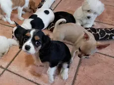 Alcuni dei cuccioli di cane salvati e ora ricoverati a San Canzian (foto di Katia Bonaventura)