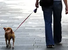Foto BRUNI TRieste 02.09.2011 Negozio di animali-cane con padrone
