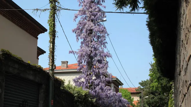 Lasorte Trieste 06/04/14 - Via Virgilio, Palo della luce, Glicine