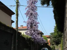 Lasorte Trieste 06/04/14 - Via Virgilio, Palo della luce, Glicine