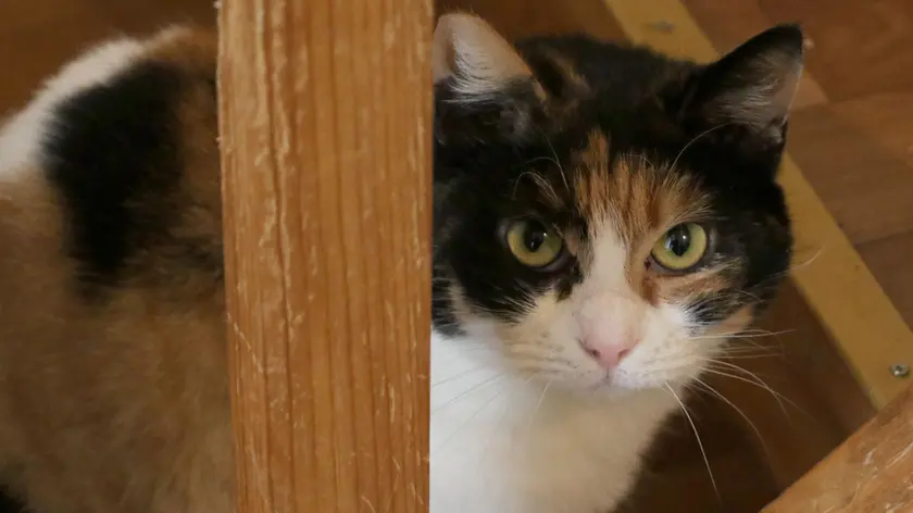 Un gatto ospitato dal Gattile di via della Fontana in una foto d’archivio