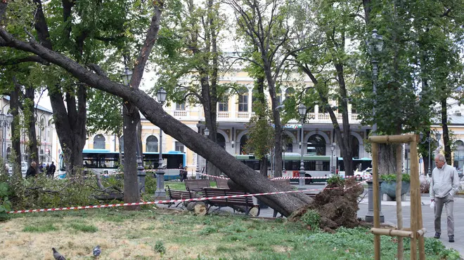 Lasorte Trieste 14/09/12 - Piazza Libertà, Albero caduto