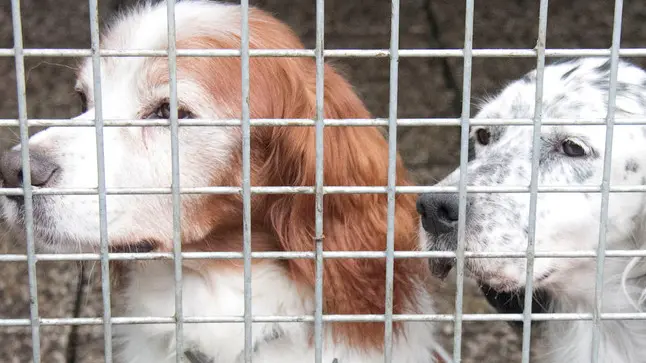 Bonaventura Monfalcone-20.12.2018 Cani e gatti in adozione-Cuccia-Monfalcone-foto di Katia Bonaventura