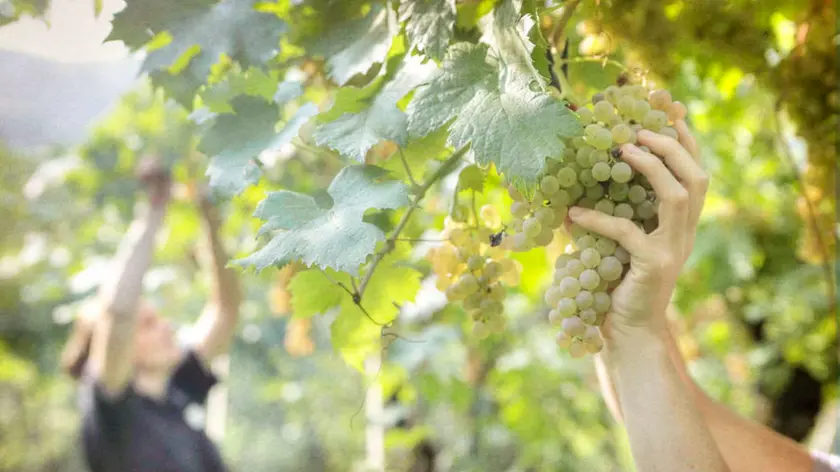 Vendemmia in un'azienda vitivinicola del Friuli Venezia Giulia