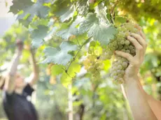 Vendemmia in un'azienda vitivinicola del Friuli Venezia Giulia