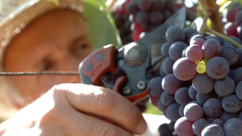 Sarà il Pinot nero l'apripista di un’annata d’oro in Friuli Venezia Giulia