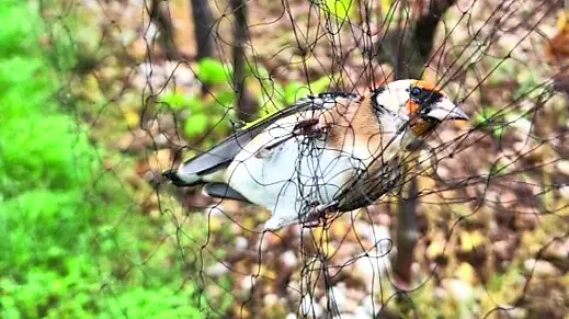 Uno degli uccellini soccorsi dalla Forestale