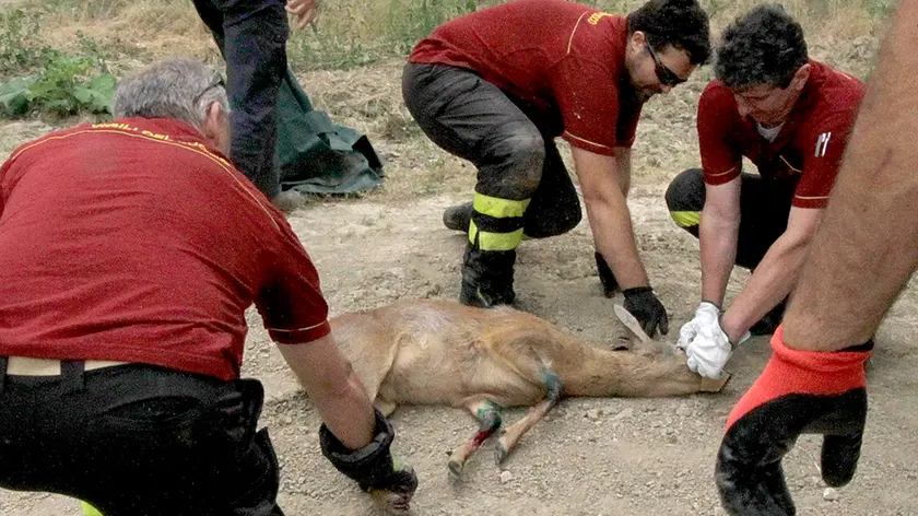 Il giovane capriolo salvato a Monfalcone