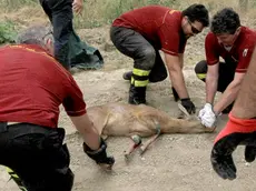 Il giovane capriolo salvato a Monfalcone